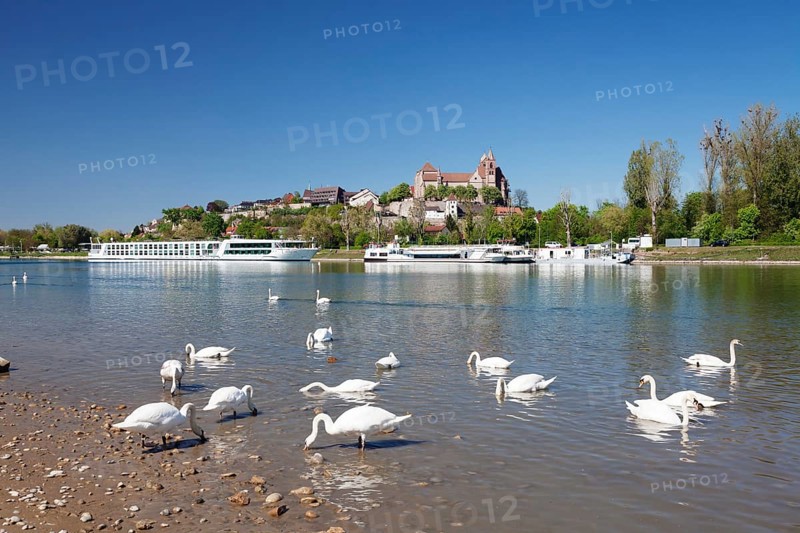 View over the Rhine toward Munsterberg with Munster St. Stephan