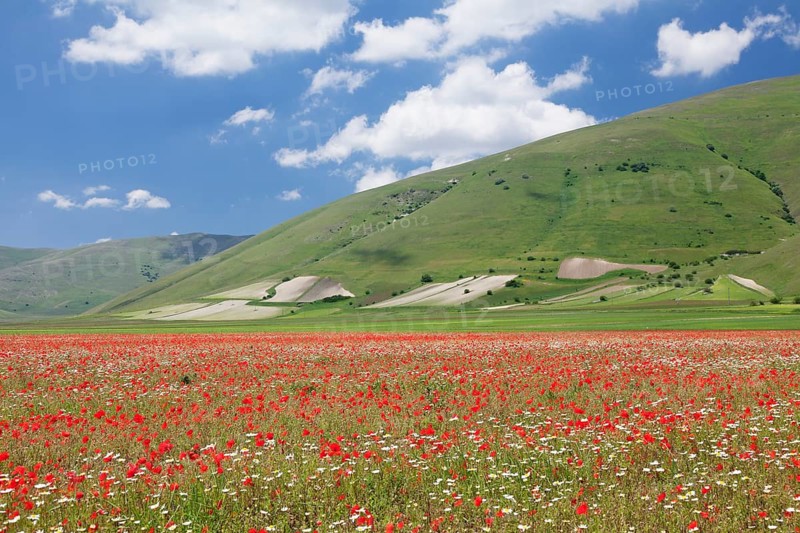Wildflowers