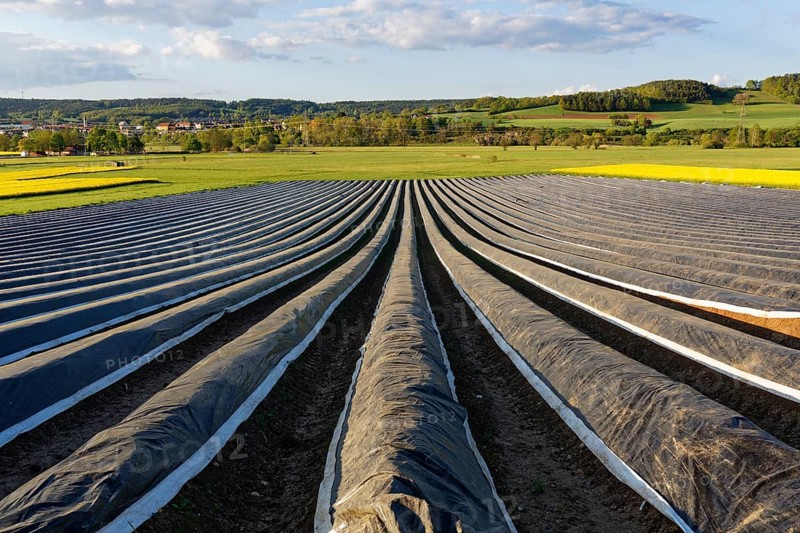 Asparagus field