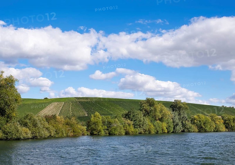 Vineyards along Main river