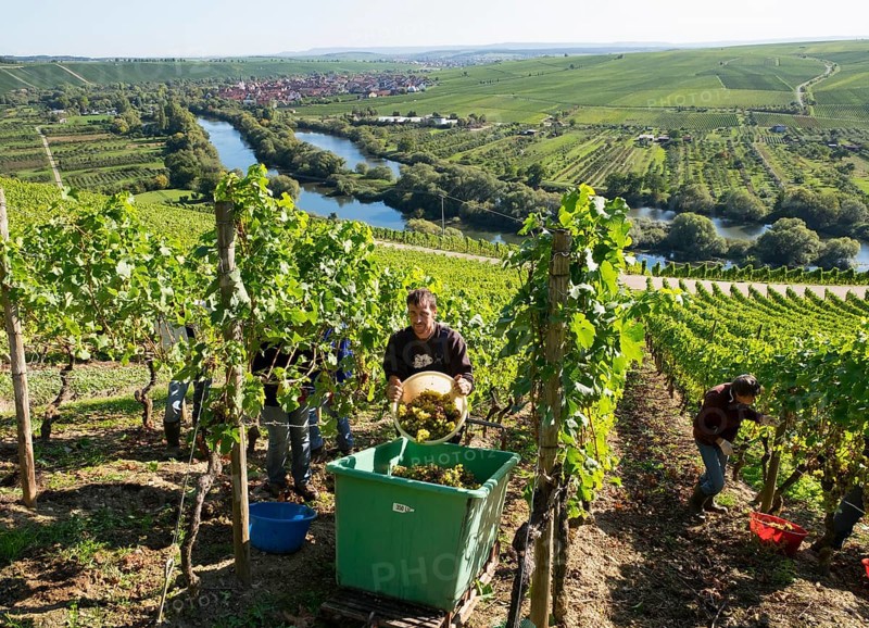 Grape harvest at Main river
