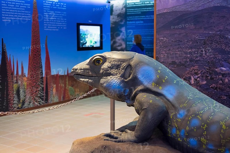 Model of a lizard