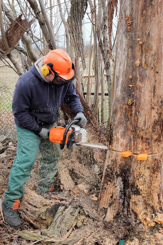 A man falling an elm tree with a chainsaw