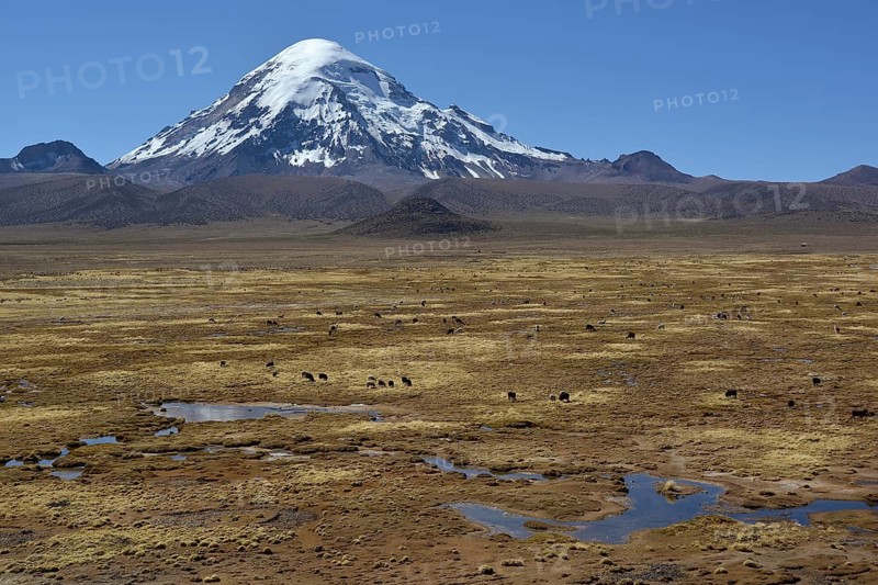 Sajama Volcano and llamas