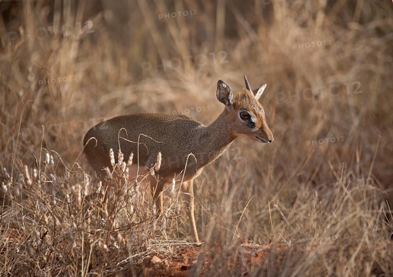 Kirk's dik-dik