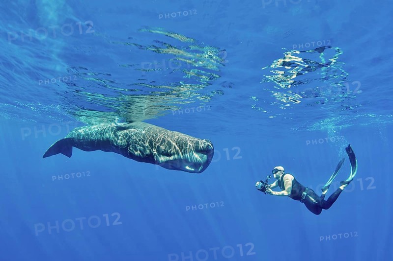 Freediver photographing a sperm whale