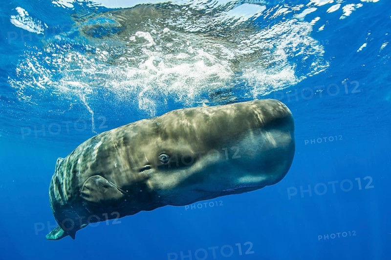 Sperm whale