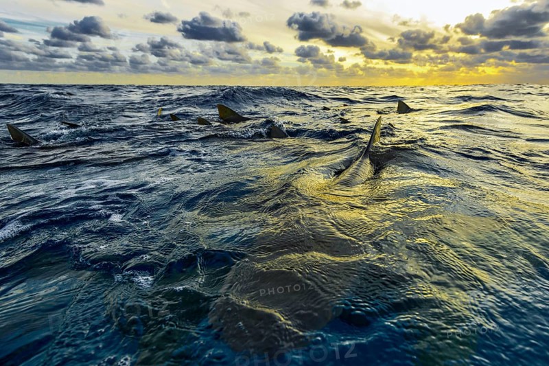 Lemon shark
