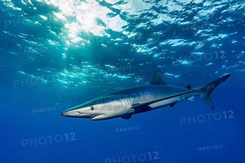 Blue shark