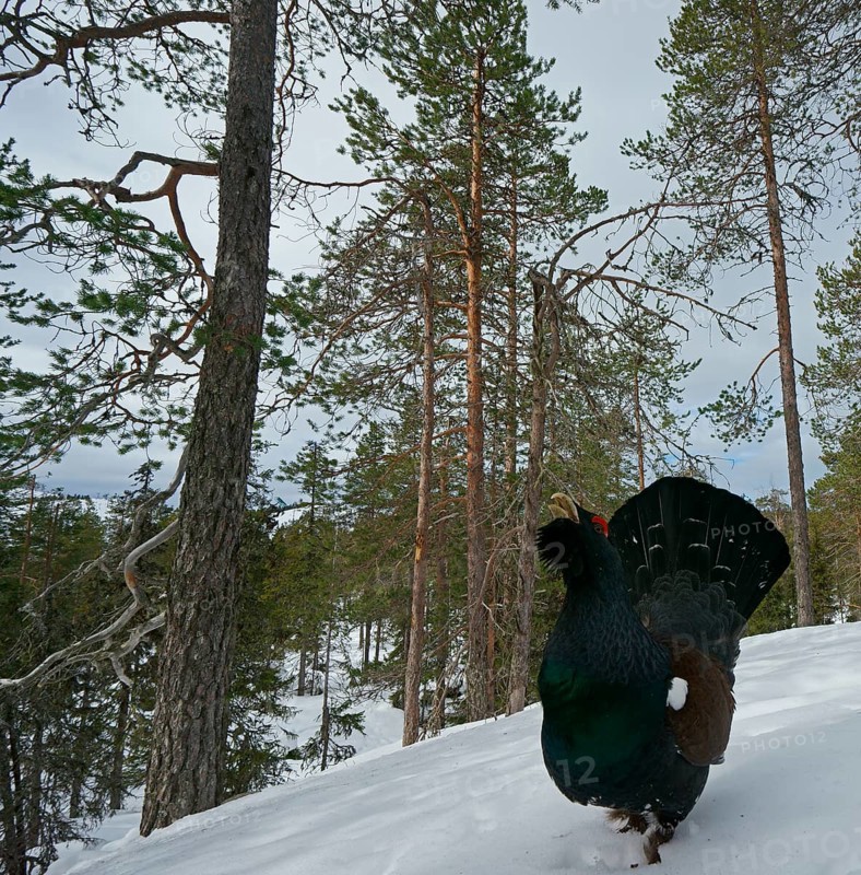 Western Capercaillie