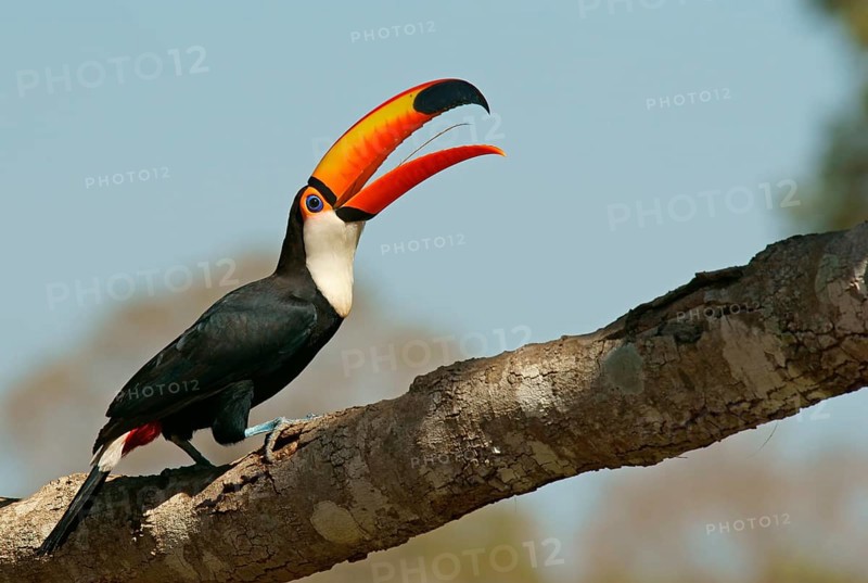 Common toucan or toco toucan
