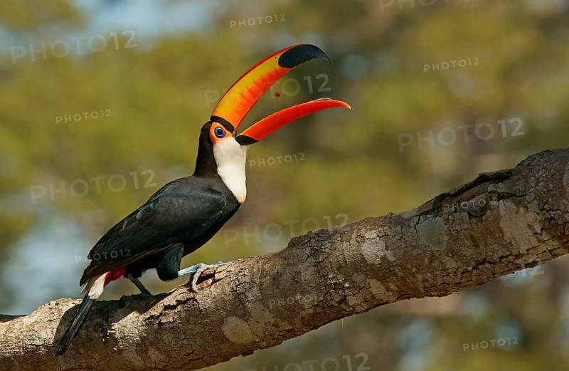 Common toucan or toco toucan