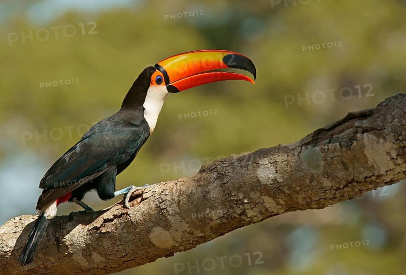 Common toucan or toco toucan