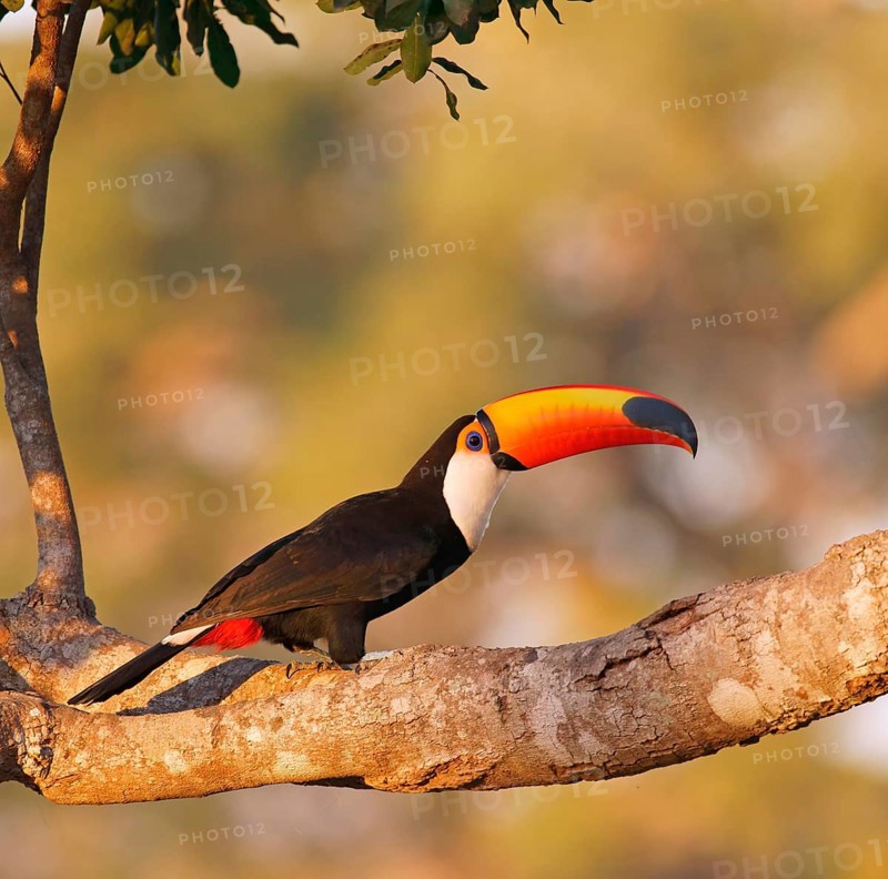Common toucan or toco toucan