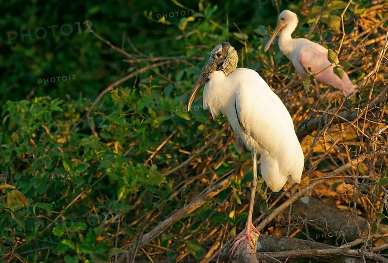 Wood Stork