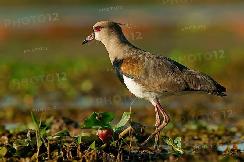 Southern Lapwing