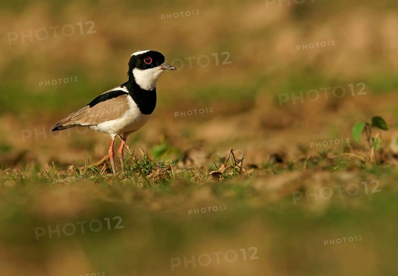Pied Lapwing