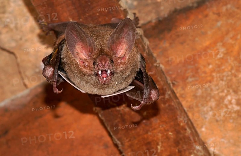 Fringe-lipped bat