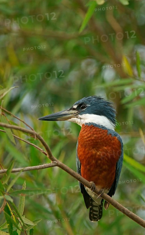 Ringed Kingfisher