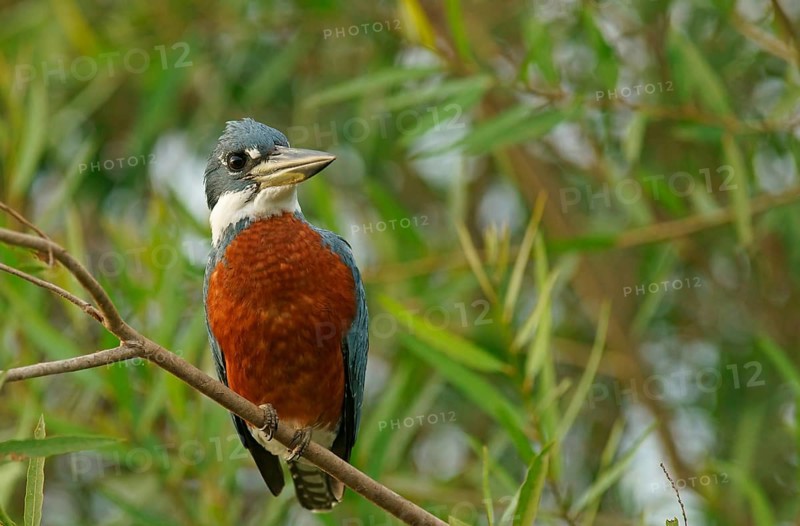 Ringed Kingfisher