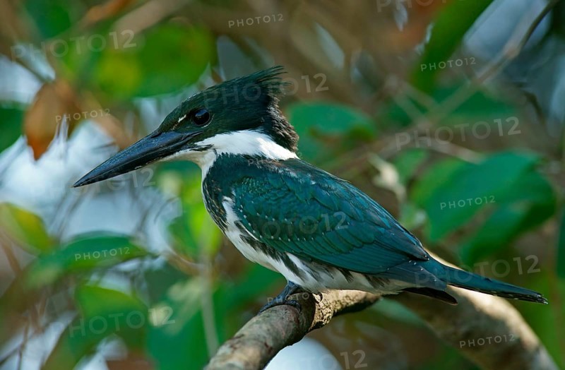 Amazon Kingfisher