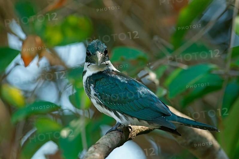 Amazon Kingfisher