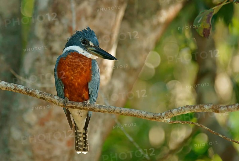 Ringed Kingfisher