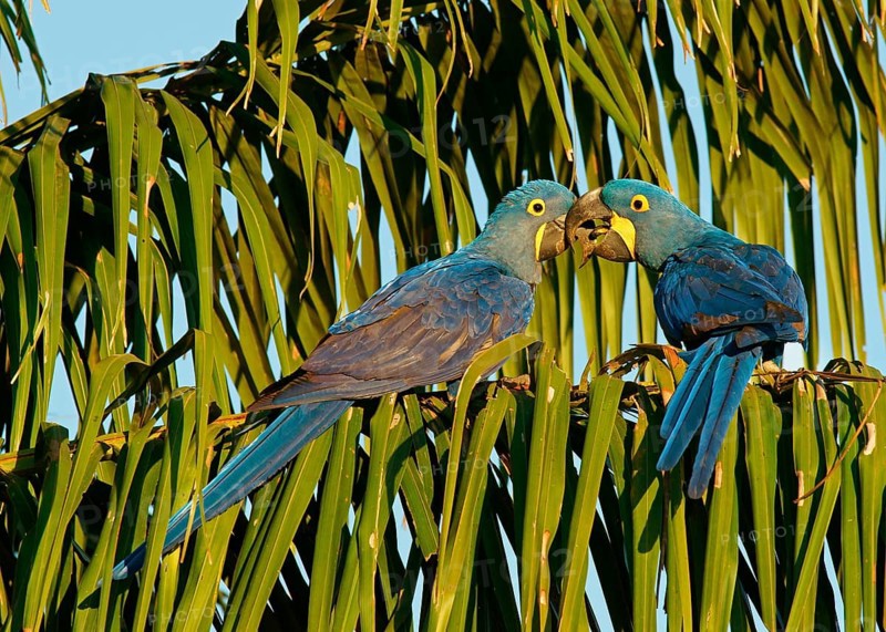 Hyacinth Macaw