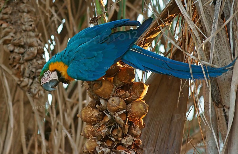 Blue-and-yellow Macaw