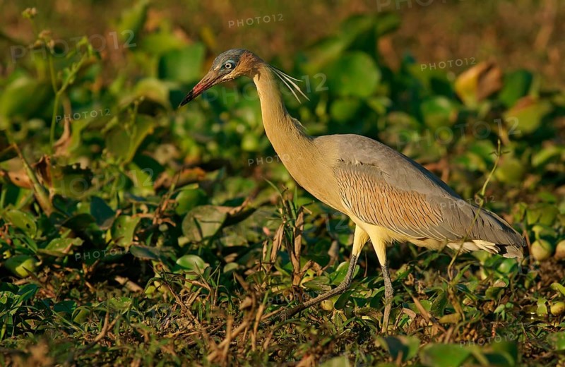 Whistling heron