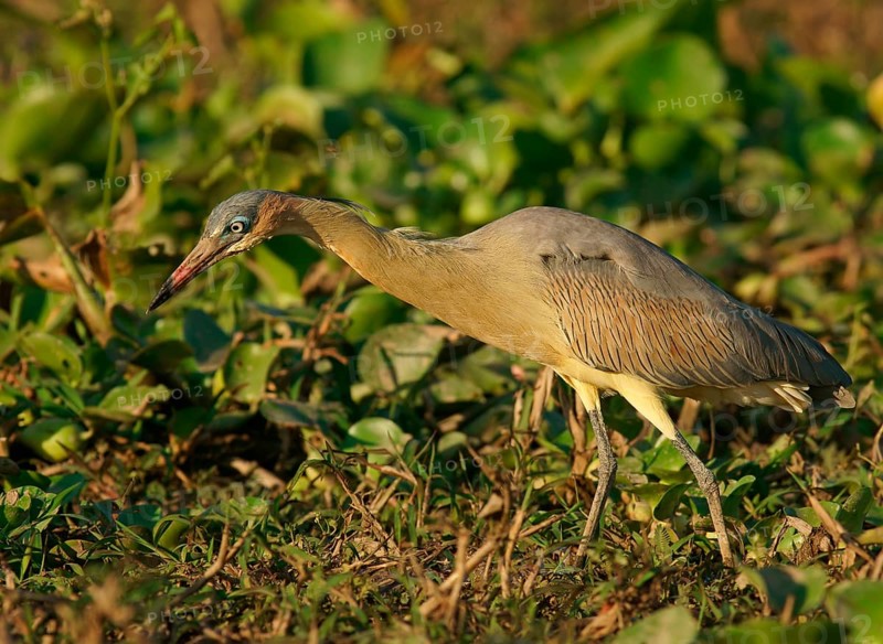 Whistling heron