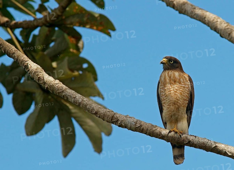 Roadside Hawk