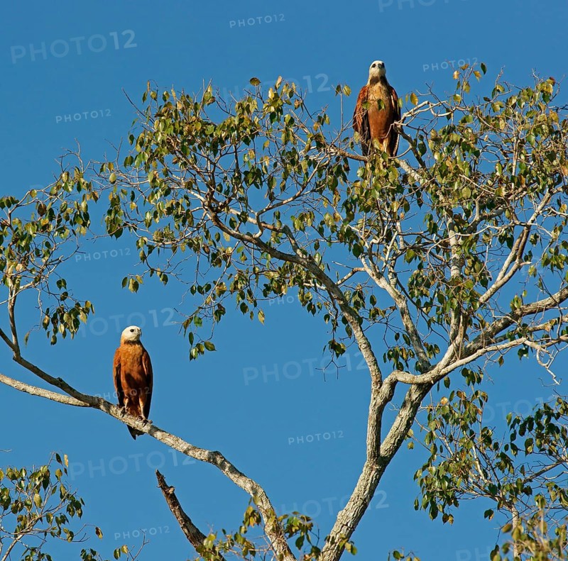 Black-collared Hawks