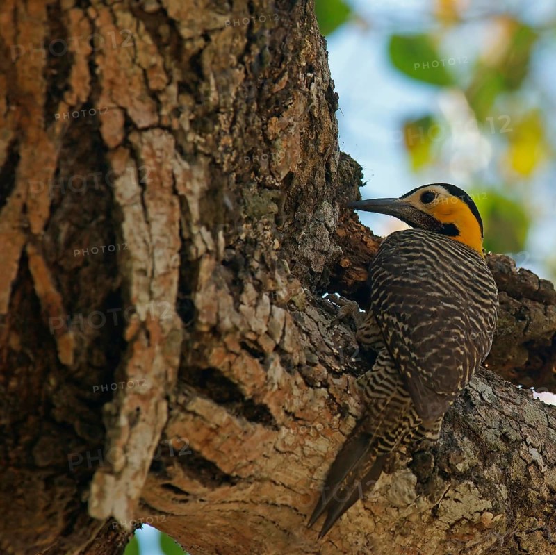 Campo Flicker