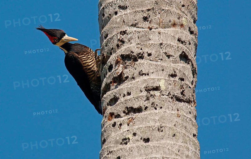 Lineated Woodpecker