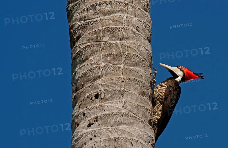 Lineated Woodpecker
