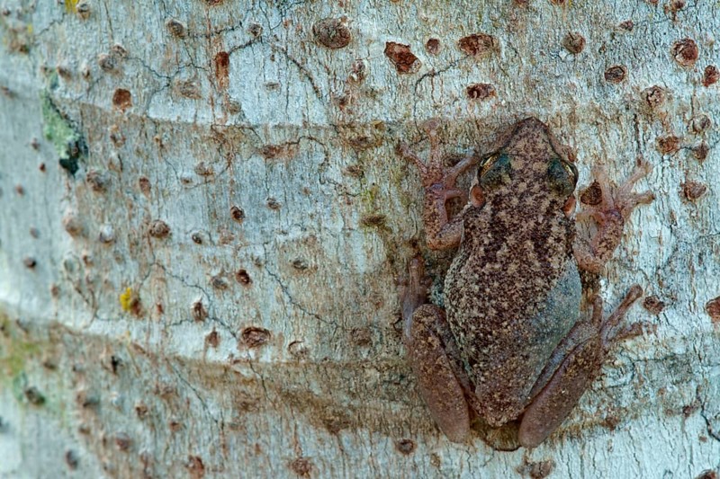 Lesser Snouted Treefrog