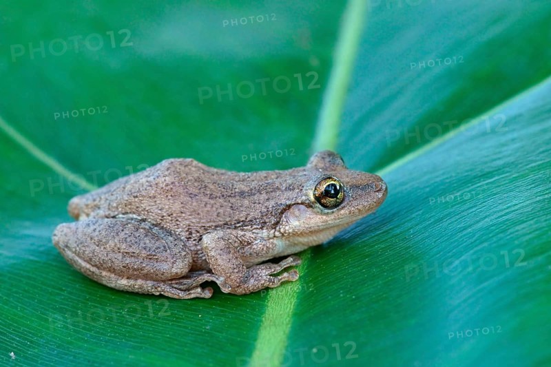 Lesser Snouted Treefrog