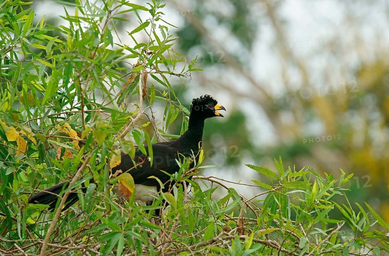 Bare-faced Curassow