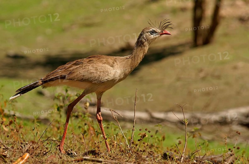 Red-legged seriema