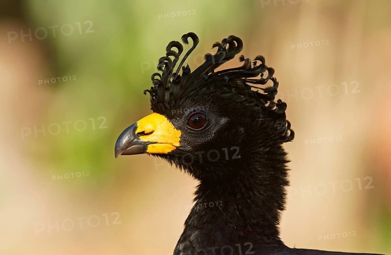 Bare-faced Curassow