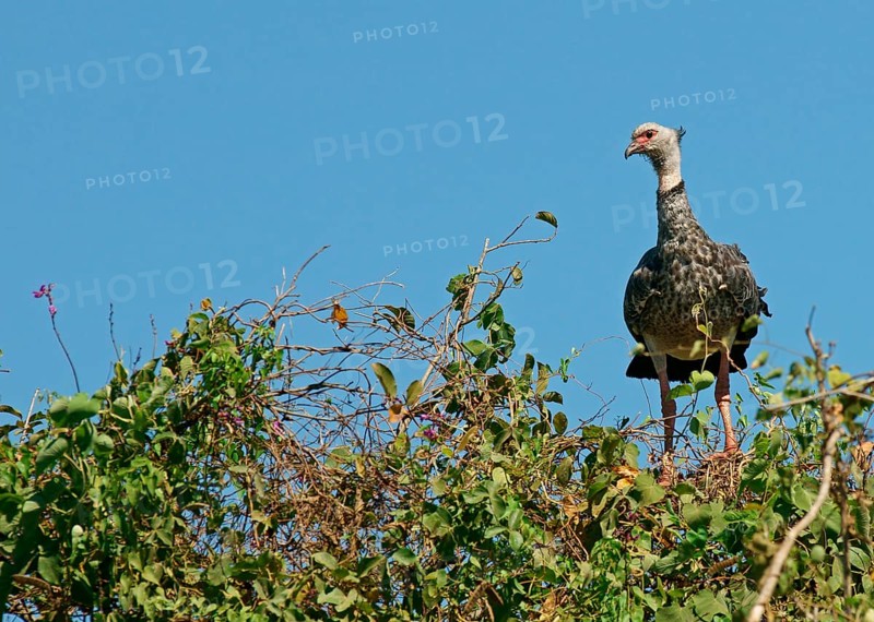 Southern screamer