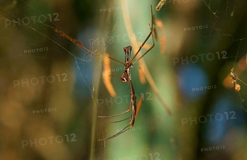 Golden silk orb-weaver