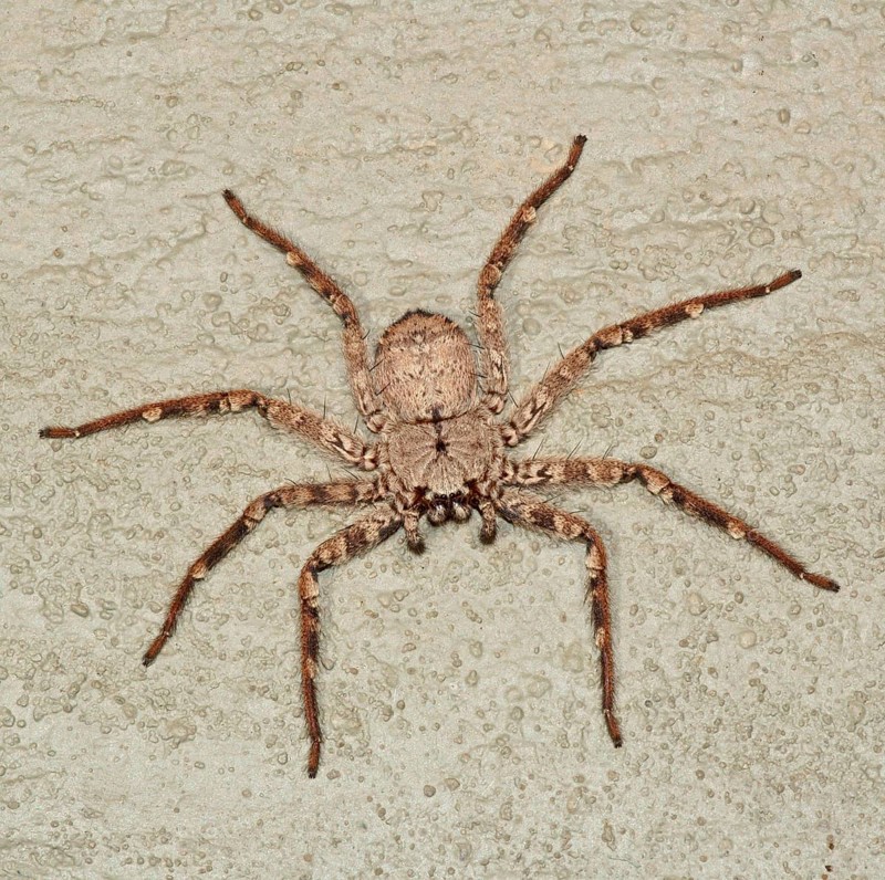 Giant Crab Spider