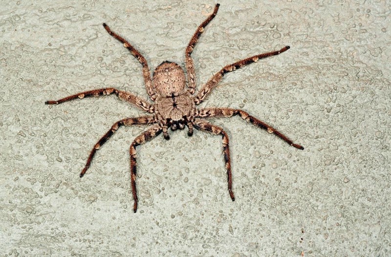 Giant Crab Spider