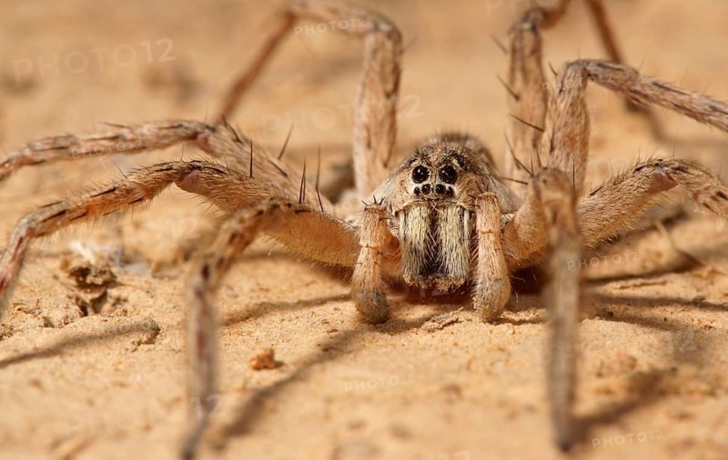 Wolf spider