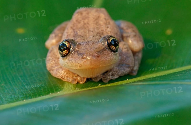 Lesser Snouted Treefrog