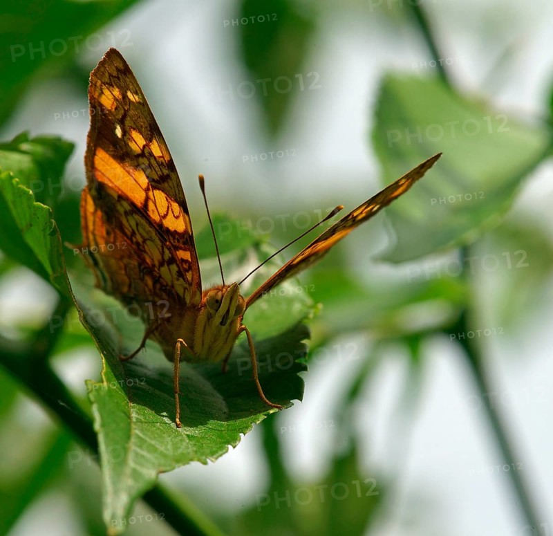 Nymphalidae
