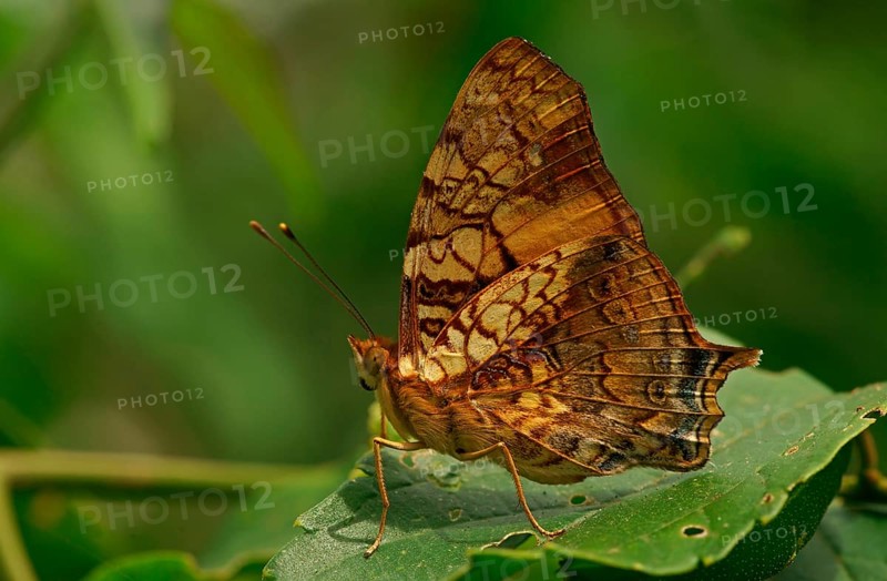 Nymphalidae