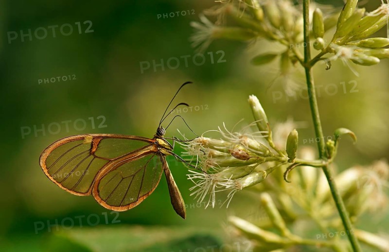 Clearwing